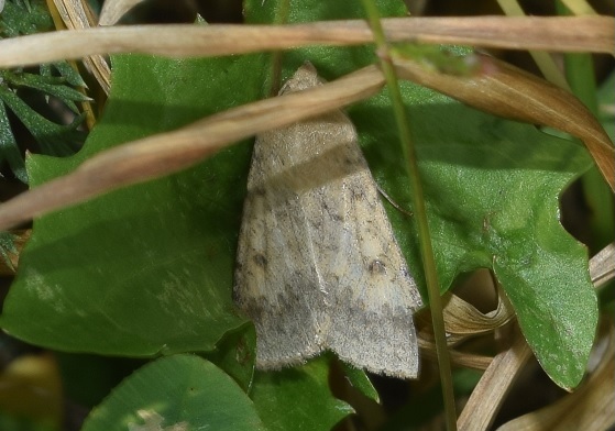Heliothis nubigera (Noctuidae)